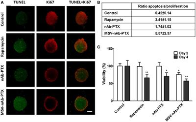 Macrophage Polarization Contributes to the Anti-Tumoral Efficacy of Mesoporous Nanovectors Loaded with Albumin-Bound Paclitaxel